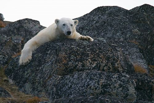white bear on black rocks during daytime